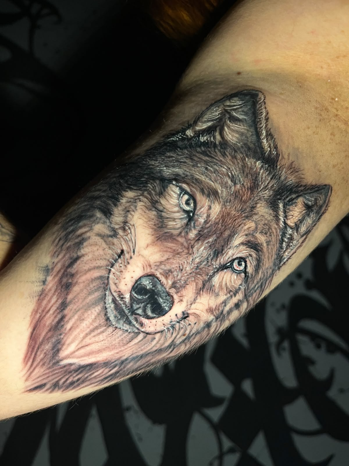 Lobo